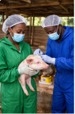 Pig identification and regulatory compliance at Emirel Farm